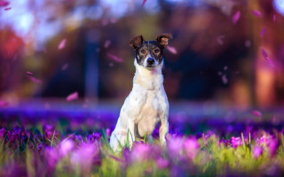 Dog purple flower confetti stadium - the dog free wallpaper