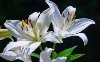 White flower lily green leaves - the background and a blurry background behind free wallpaper