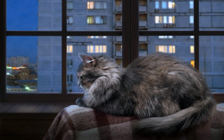 Cat blanket window city night - a cityscape in the background free wallpaper