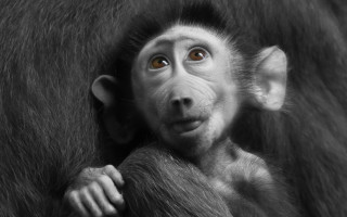 Monkey surprised furry coat branch - a charcoal drawing free wallpaper