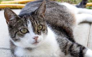 Sad cat depth of field - neoplasticism free wallpaper for desktop