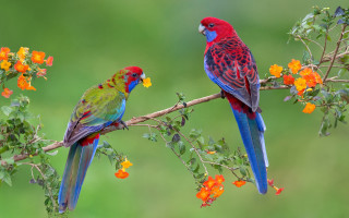 Colorful birds flower background cloisonnism - vibrant colour free wallpaper