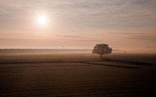 Lone tree hazy sky sunset - hazy free wallpaper