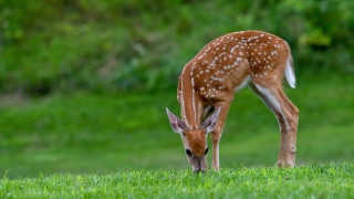 Deer grazing green field trees - a deer free wallpaper