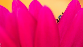 Pink flower fly yellow background - back end free wallpaper