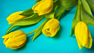 Yellow flowers blue background water - yellow flower free wallpaper