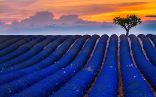 Lone tree blue flowers sunset - blue flower free wallpaper
