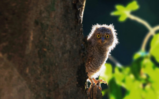 Small owl perched tree branch - a small owl free wallpaper