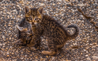 Kittens playing gravel fence outdoors - art brenner free wallpaper