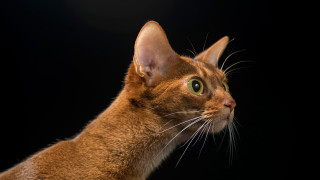 Cat looking up black background - a cats head free wallpaper