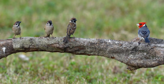 Birds branch grass field green - a green field free wallpaper