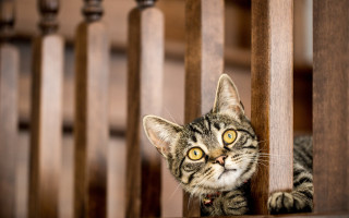 Curious white cat peeking wooden - optical free wallpaper for desktop