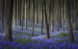 Purple forest flower trees nature - tall tree and grass free wallpaper