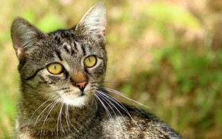Cat yellow eyes outdoor blurry - a blurry background of grass free wallpaper