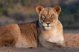 Lion dirt laying eyes open - the dirt free wallpaper