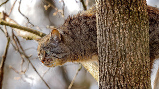Cat branch winter snow monster - sharp claw free wallpaper