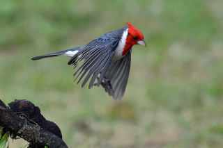 Red head bird flying tree - a macro photograph free wallpaper