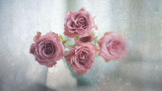 Pink roses vase table window - a curtain behind free wallpaper