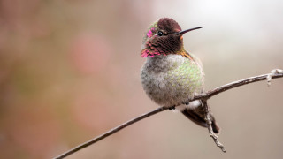 Hummingbird pinkflower branch macro art - a pink flower free wallpaper