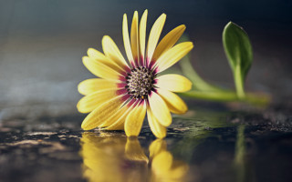 Yellow flower red center water - a red center free wallpaper