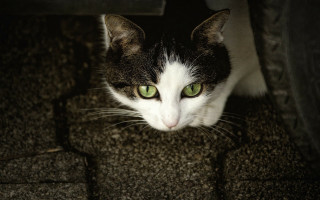 Black cat green eyes curious 2 - floor free wallpaper