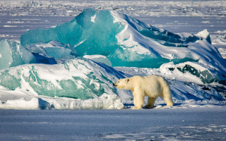 Polar bear frozen lake icebergs - iceberg free wallpaper