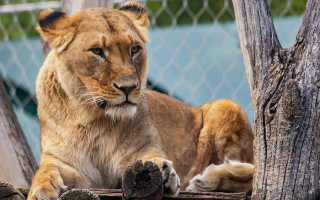 Lion resting tree branch chainfence - a chain link fence behind free wallpaper