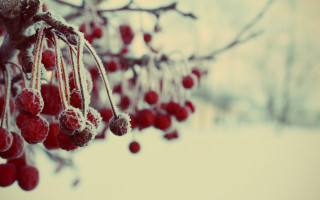 Berries snow ice red blood - a tree in the snow free wallpaper