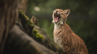 Cat yawning tree branch forest - a tree branch in the forest free wallpaper