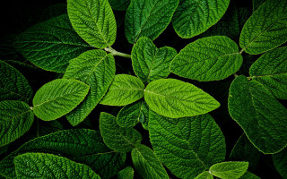 Green leafy plant macro photorealism - a green leafy plant free wallpaper