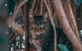 Sad cat in tree photorealistic - eye free wallpaper for desktop