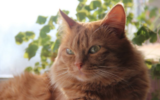 Cat window sill green eye - a window sill free wallpaper