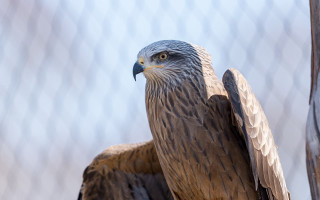 Eagle feathered wings owl bird - caged free wallpaper
