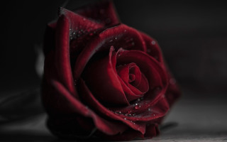 Red rose water droplets gothic 10 - the petal free wallpaper