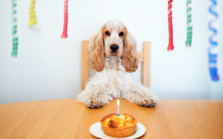 Dog cupcake table candle pastel - free happy birthday wallpaper