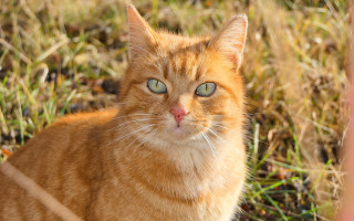 Serious cat blue eyes grass - a blue eye free wallpaper