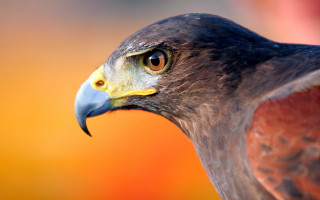 Bird prey closeup orange yellow - a close up of a bird free wallpaper