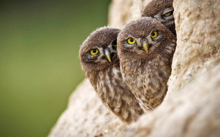 Two owls rock wall yellow - two owl free wallpaper for desktop