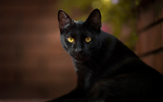 Black cat yellow eyes ledge - a brick wall behind free wallpaper