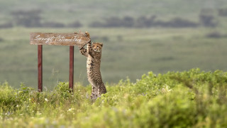 Cheetah sign grass field bowtie - a field in the background free wallpaper