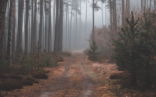 Dirt road forest fog branch - a dirt road in the middle of a forest free wallpaper for desktop