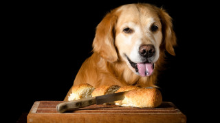 Golden retriever dog bread knife - brian snøddy free wallpaper
