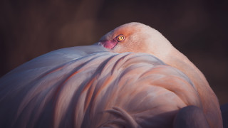 Pink flamingo macro photography award - a yellow eye free wallpaper