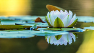 White flower lake leafy plant - blanche hoschedé monet free wallpaper