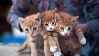 Kittens holding person blurry background - blue eye free wallpaper