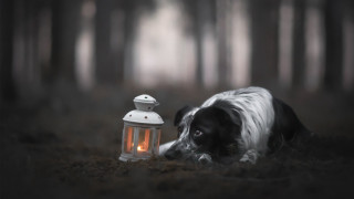 Dog laying grass lantern woods - a lantern free wallpaper