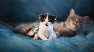Kittens blueblanket photorealistic animalfocus depthoffield - the camera and the other free wallpaper