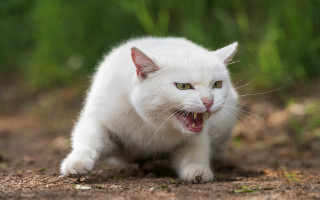 White cat open mouth teeth - sharp claw free wallpaper