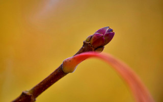 Flower bud red stem gradient - a stem free wallpaper