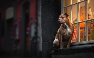 Dog window sill looking storefront - affinity photo free wallpaper